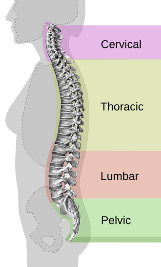 Back Pain Stretches by Tima Kraus